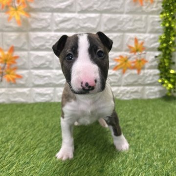 ミニチュアブルテリア【愛知県・男の子・2025年9月26日・ブリンドル&ホワイト1️⃣】の写真「両親共遺伝子検査クリアです 1️⃣」