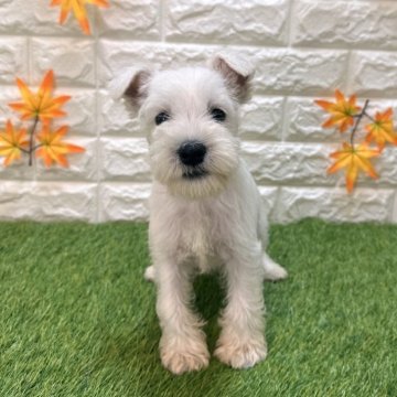 ミニチュアシュナウザー【愛知県・女の子・2025年8月29日・ホワイト648】の写真「両親共遺伝子検査クリアです💕」