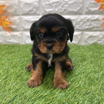 キャバリア【愛知県・男の子・2025年10月11日・ブラックタン】の写真「両親共遺伝子検査クリアです」