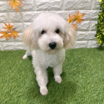 トイプードル(トイ)【愛知県・女の子・2025年7月25日・クリーム918】の写真「めちゃくちゃ可愛い💕」