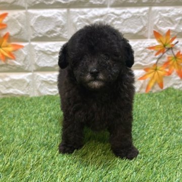 トイプードル(トイ)【愛知県・女の子・2025年7月11日・シルバー】の写真「両親共遺伝子検査クリアです」