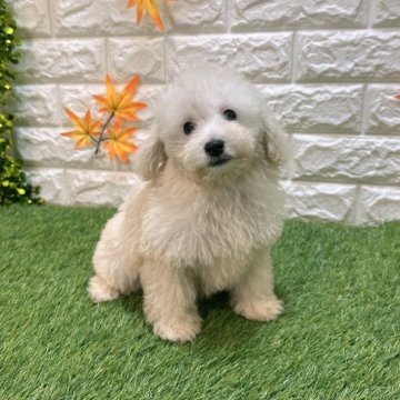 トイプードル(トイ)【愛知県・女の子・2025年8月1日・クリーム483】の写真「めちゃくちゃ可愛い💕」