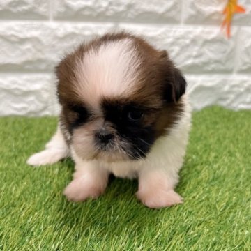 シーズー【愛知県・女の子・2025年11月14日・ゴールド&ホワイト2️⃣】の写真「可愛い女の子💕」