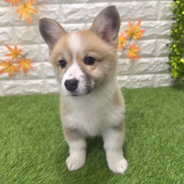 ウェルシュ・コーギー・ペンブローク【愛知県・女の子・2025年9月19日・レッド&ホワイト098】の写真「両親共遺伝子検査クリアです （しっぽ有り）」