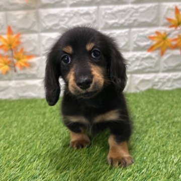 ミニチュアダックスフンド(ロング)【愛知県・男の子・2025年9月19日・ブラックタン2️⃣】の写真「両親共遺伝子検査クリアです」