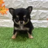 チワワ(ロング)