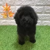 トイプードル(トイ)