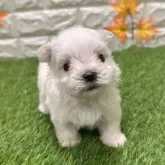 マルチーズ