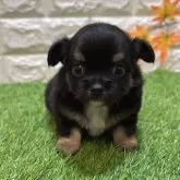 チワワ(ロング)