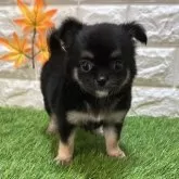 チワワ(ロング)
