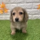 ミニチュアダックスフンド(ロング)【愛知県・男の子・2025年9月19日・シェーデッドイエロー1️⃣】の写真1