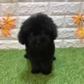 トイプードル(トイ)