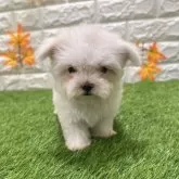 マルチーズ