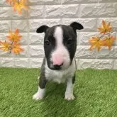 ミニチュアブルテリア【愛知県・男の子・2025年9月26日・ブリンドル&ホワイト2️⃣】の写真1