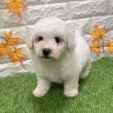 ビションフリーゼ