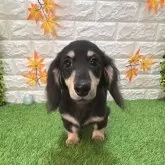 カニンヘンダックスフンド(ロング)【愛知県・女の子・2025年5月23日・ブラックイエロー710】の写真1