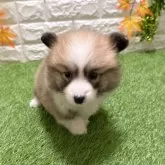 ウェルシュ・コーギー・ペンブローク【愛知県・女の子・2025年9月19日・レッド&ホワイト840】の写真1