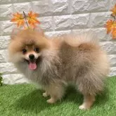 ポメラニアン