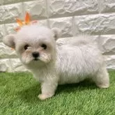 マルチーズ