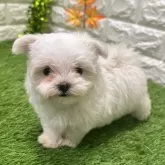 マルチーズ