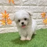 マルチーズ