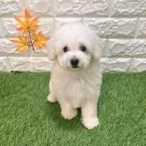 トイプードル(トイ)