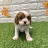 キャバリア【愛知県・男の子・2025年10月10日・ブレンハイム818】の写真1