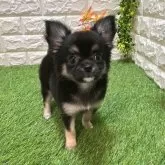 チワワ(ロング)