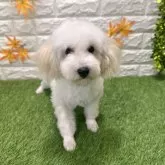 トイプードル(トイ)