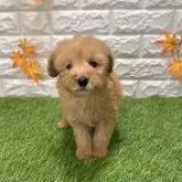 トイプードル(トイ)【愛知県・女の子・2025年9月12日・レッド1️⃣】の写真1