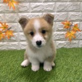 ウェルシュ・コーギー・ペンブローク