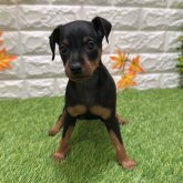 ミニチュアピンシャー