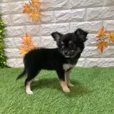 チワワ(ロング)【愛知県・女の子・2025年7月18日・ブラックタン570】の写真2