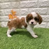 キャバリア【愛知県・女の子・2025年10月10日・ブレンハイム868】の写真2