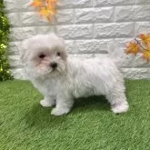 マルチーズ【愛知県・女の子・2025年8月29日・ホワイト425】の写真2