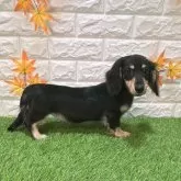 カニンヘンダックスフンド(ロング)【愛知県・女の子・2025年5月23日・ブラックイエロー710】の写真2