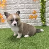 ウェルシュ・コーギー・ペンブローク【愛知県・女の子・2025年9月19日・レッド&ホワイト098】の写真2