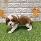 キャバリア【愛知県・男の子・2025年10月10日・ブレンハイム818】の写真3