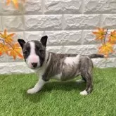 ミニチュアブルテリア【愛知県・女の子・2025年9月26日・ブリンドル&ホワイト4️⃣】の写真3