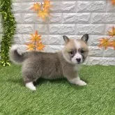 ウェルシュ・コーギー・ペンブローク【愛知県・女の子・2025年9月19日・レッド&ホワイト098】の写真3