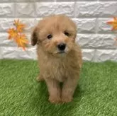 トイプードル(トイ)【愛知県・女の子・2025年9月12日・レッド1️⃣】の写真4