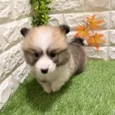 ウェルシュ・コーギー・ペンブローク【愛知県・女の子・2025年9月19日・レッド&ホワイト840】の写真4