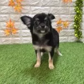 チワワ(ロング)【愛知県・女の子・2025年7月18日・ブラックタン570】の写真4