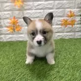 ウェルシュ・コーギー・ペンブローク【愛知県・女の子・2025年9月19日・レッド&ホワイト098】の写真4