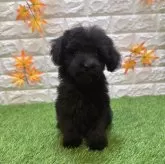 トイプードル(トイ)【愛知県・女の子・2025年8月1日・ブラック846】の写真4