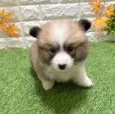 ウェルシュ・コーギー・ペンブローク【愛知県・女の子・2025年9月19日・レッド&ホワイト840】の写真5