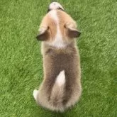 ウェルシュ・コーギー・ペンブローク【愛知県・女の子・2025年9月19日・レッド&ホワイト098】の写真5