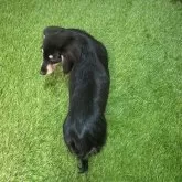 カニンヘンダックスフンド(ロング)【愛知県・女の子・2025年5月23日・ブラックイエロー710】の写真5