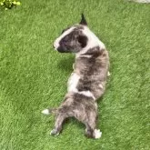 ミニチュアブルテリア【愛知県・女の子・2025年9月26日・ブリンドル&ホワイト4️⃣】の写真5