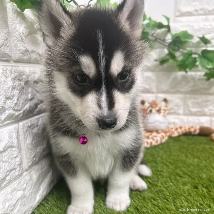 ID：2402-04104の子犬